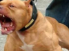 Muere abuelito atacado por perros pitbull en Ticul